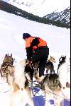 Husky honden met hun begeleider in de sneeuw
Wintersport Spanje 1998
