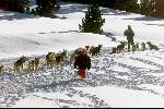 Spanje 26 December 1998
husky honden met slee in de sneeuw
wintersport