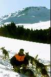 Spanje 26 December 1998
husky honden met slee in de sneeuw
wintersport