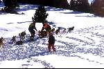Spanje 26 December 1998
husky honden met slee in de sneeuw
wintersport