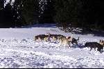 Spanje 26 December 1998
husky honden met slee in de sneeuw
wintersport