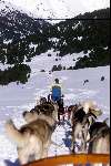 Spanje 26 December 1998
husky honden met slee in de sneeuw
wintersport