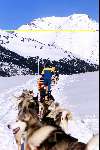 Spanje 26 December 1998
husky honden met slee in de sneeuw
wintersport