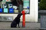 Amsterdam 13  februari 2003
Roos ten brink met hond