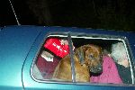 St Georges 28 februari 2003
Prinses Margarita met haar hond op weg naar het politieburo Edwin de Roy van Zuydewijn
uitzicht St Georges
