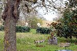 St Georges 28 februari 2003
Prinses Margarita met haar hond op weg naar het politieburo Edwin de Roy van Zuydewijn
kasteel