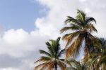 Curacao 5 januari 2011
Hotspots in Curacao. Palmbomen
Peter Smulders bv