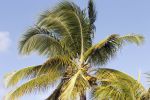 Curacao 5 januari 2011
Hotspots in Curacao. Palmbomen
Peter Smulders bv