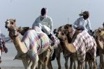 Nad Al Sheba Golfclub
Dubai 8 mei 2001
Kamelendrijvers


PETER SMULDERS BV