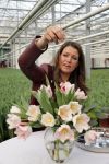 Spierdijk 17 januari 2013
Doop tulp Merel Delight vernoemd naar presentatrice Merel Westrik.
Peter Smulders bv