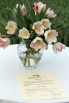Spierdijk 17 januari 2013
Doop tulp Merel Delight vernoemd naar presentatrice Merel Westrik.
Peter Smulders bv