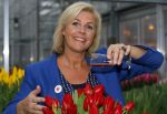 Lisse 15 januari 2015
Irene Moors doopt de rode kruis tulp.