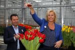 Lisse 15 januari 2015
Irene Moors doopt de rode kruis tulp.