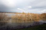 Zaltbommel, 19 Januari 2011
De Hurwenense Kil is in zijn huidige vorm ontstaan in het jaar 1639. Toen werd een oude meander van de Waal door de mens afgesneden van de rivier. De oude loop van de rivier is nog duidelijk in het landschap te herkennen. Bij hoog water in de rivier stroomt het water door het gebied heen en hierdoor ontstaat een uitermate rijk natuurgebied. Het is dan ook geen wonder dat De Kil van Hurwenen uitgeroepen is tot natuurreservaat. Natuurreservaat
