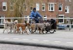 Amsyterdam 31 januari 2014
Honden fluisteraar in Amsterdam zuid