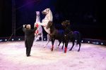 Amsterdam 18 december 2024
Kerstcircus in Carre.