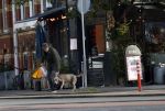 Amsterdam 19 december 2024
Prins maurits en zijn hond doen boodschappen in Amsterdam zuid en ga via het vondelpark naar huis .