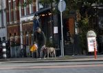 Amsterdam 19 december 2024
Prins maurits en zijn hond doen boodschappen in Amsterdam zuid en ga via het vondelpark naar huis .