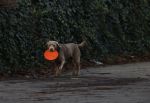 Amsterdam 19 december 2024
Prins maurits en zijn hond doen boodschappen in Amsterdam zuid en ga via het vondelpark naar huis .