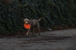 Amsterdam 19 december 2024
Prins maurits en zijn hond doen boodschappen in Amsterdam zuid en ga via het vondelpark naar huis .