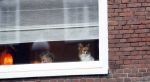 Amsterdam 9 december 2025
Tatjana arriveert bijn haar huis . Haar hondje wacht op haar.