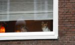 Amsterdam 9 december 2025
Tatjana arriveert bijn haar huis . Haar hondje wacht op haar.