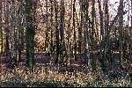 Eindhoven, 9 januari 1998
Herfst en winter in het bosje parijslaanlaan eindhoven