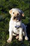 10 December 2003 Labrador Sumo
