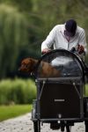Amsterdam 10 juli 2007
Edwin de Roy v Zuydewijn met hond in bakfiets verbergt zich achter pet.bv