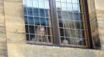 Amsterdam, 29 April 2013
Prinses Amalia, Prinses Alexia en Prinses Ariane achter de ramen van Paleis op de Dam
Foto Peter Smulders BV