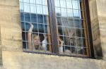 Amsterdam, 29 April 2013
Prinses Amalia, Prinses Alexia en Prinses Ariane achter de ramen van Paleis op de Dam
Foto Peter Smulders BV
