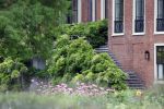 Den Haag  17 juli 2020
Koninklijk fotouurtje in de tuin van Huis ten Bosch . Vanwege corona was er veel minder pers uitgenodigd dan andere jaren. Aanwezig koning Willem Alexander Koningina Maxima en de prinsessen Amalia Alexia en Ariane .