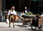 Amsterdam 5 juli 2022
Connie Witteman komt haar eigen hond tegen op de corneliss chuytstraat  die door uitlaatservice uitgelaten wordt