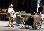 Amsterdam 5 juli 2022
Connie Witteman komt haar eigen hond tegen op de corneliss chuytstraat  die door uitlaatservice uitgelaten wordt