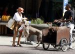 Amsterdam 5 juli 2022
Connie Witteman komt haar eigen hond tegen op de corneliss chuytstraat  die door uitlaatservice uitgelaten wordt