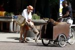 Amsterdam 5 juli 2022
Connie Witteman komt haar eigen hond tegen op de corneliss chuytstraat  die door uitlaatservice uitgelaten wordt