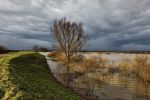 Zaltbommel, 19 Januari 2011
De Hurwenense Kil is in zijn huidige vorm ontstaan in het jaar 1639. Toen werd een oude meander van de Waal door de mens afgesneden van de rivier. De oude loop van de rivier is nog duidelijk in het landschap te herkennen. Bij hoog water in de rivier stroomt het water door het gebied heen en hierdoor ontstaat een uitermate rijk natuurgebied. Het is dan ook geen wonder dat De Kil van Hurwenen uitgeroepen is tot natuurreservaat. Natuurreservaat