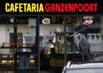 Amsterdam 27 mei 2024
Reiger op auto bij snackbar Ganzenpoort in de bijlmer.