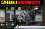 Amsterdam 27 mei 2024
Reiger op auto bij snackbar Ganzenpoort in de bijlmer.