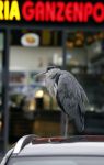 Amsterdam 27 mei 2024
Reiger op auto bij snackbar Ganzenpoort in de bijlmer.
