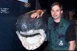 Rotterdam 20 juli 2000
Maikel Laterveer met haai