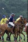 Wassenaar 1 juli 2000
Paarden Polo