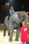 Amsterdam 8 juli 2003
Premiere circus Renz bij de RAI
Corry Konings op olifant