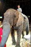 Amsterdam 8 juli 2003

premiere circus Renz bij de RAI
yuri konings op olifant


Peter Smulders bv