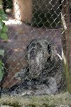 Tavernelle 9 juli 2004
Vakantiehuis van koningin Beatrix
Hond Mastino Napolitana