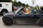 Vlijmen en Loon op Zand 18 juni 2007
Cabrio Rally van Beau monde . Estelle Gullit en Danielle Overgaag in mini cooper