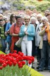 Lisse 9 mei 2009
Caroline Tensen tijdens NCRV loop in de keukenhof. De opbrengst gaat naar orange babies.
Peter Smulders bv