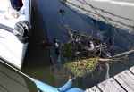 Almere 8 en 9 Juni 2008
Een koppel futen met een nest met jonge in de haven van Alemere Marina Jachthaven Muiderzand