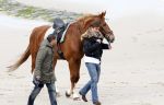 Schagen 17 april 2008
Opnames videoclip Gerard Joling met paarden op het strand. Geert Hoes en Wino Ontzigt zijn ook aanwezig.
Peter Smulders bv