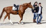 Schagen 17 april 2008
Opnames videoclip Gerard Joling met paarden op het strand. Geert Hoes en Wino Ontzigt zijn ook aanwezig.
Peter Smulders bv